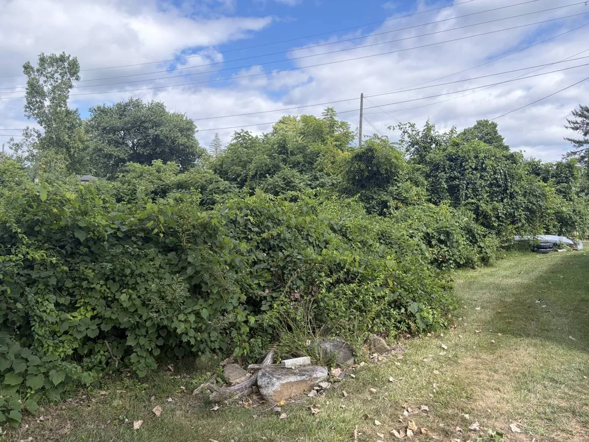 Before — Overgrown lot line cleared down to the water